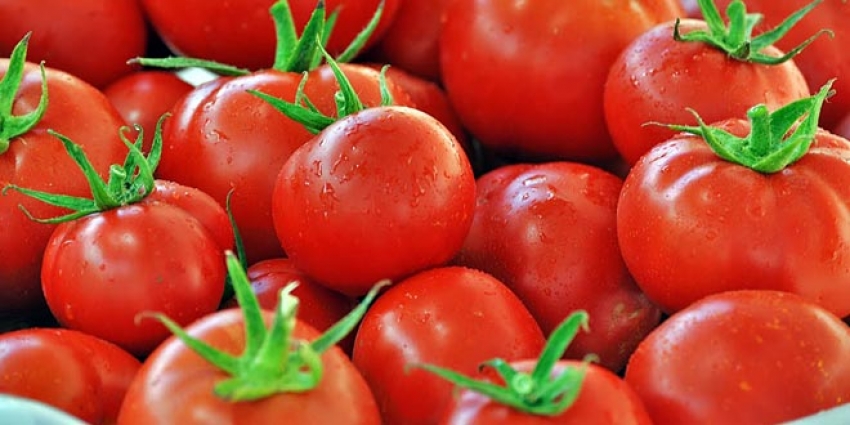 Türk domateslerinin Rusya'ya ithalat tarihi belli oldu