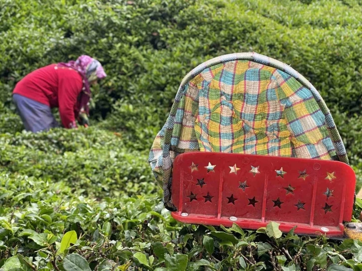 Doğu Karadeniz’de 2024 yılı yaş çay sezonu açıldı
