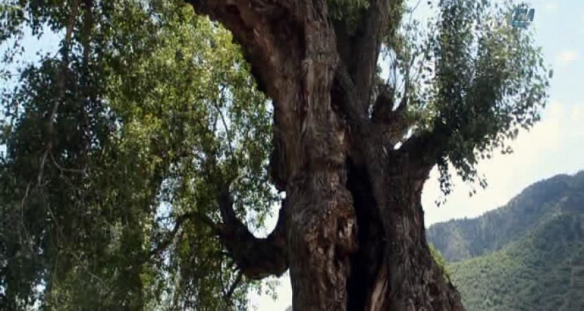 Dünyanın en yaşlı kavak ağacı Türkiye'de! 
