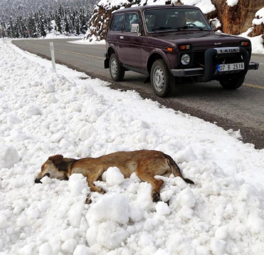 Yol kenarına bırakılan köpekler açlıktan ve soğuktan ölüyor
