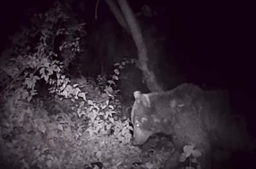 Gece vakti keyifle yemek yiyen ayı fotokapana yakalandı