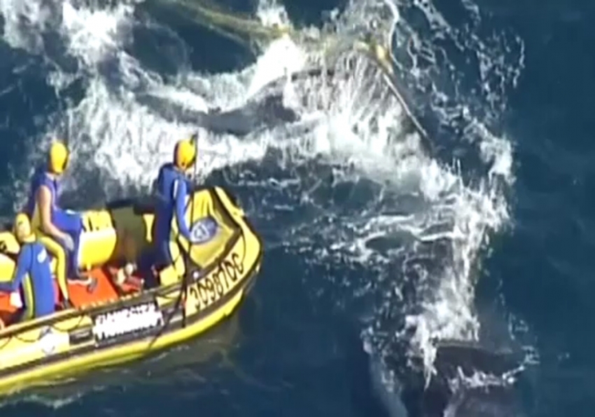 Kambur balina, köpek balığı ağlarından böyle kurtarıldı