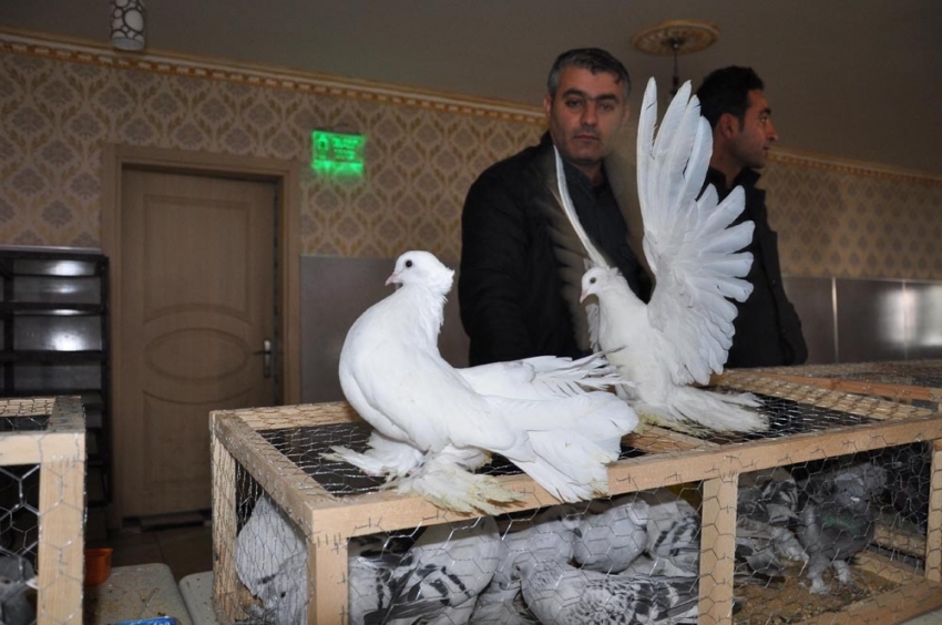 Türkiye’nin dört bir yanından güvercin severler katıldı