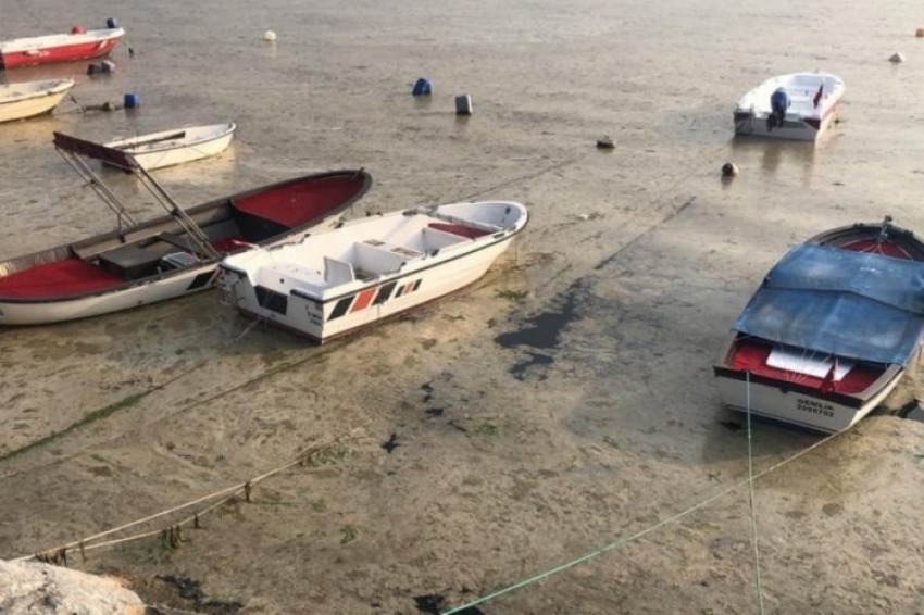 Bursa sahillerinde balık ölümleri başladı