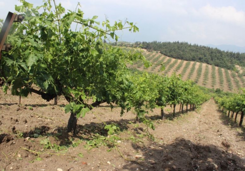 Bursa’da dolu binlerce dönüm meyve bahçesine zarar verdi