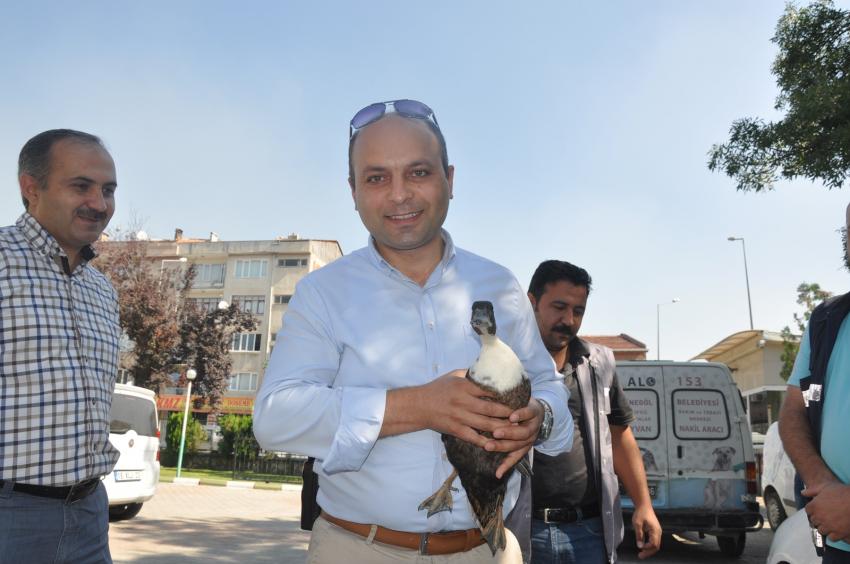 Bursa'da yaralı ördeğe emniyet müdürü sahip çıktı