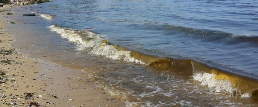 Erdek sahilleri kahverengiye boyandı