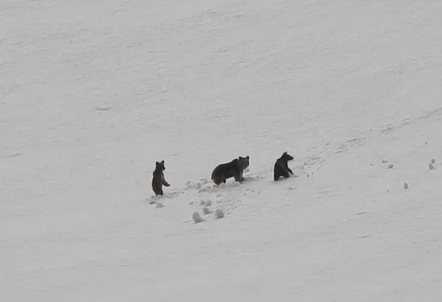 Erzincan’da anne ayı ve yavruları karlı arazide dolaşırken görüntülendi
