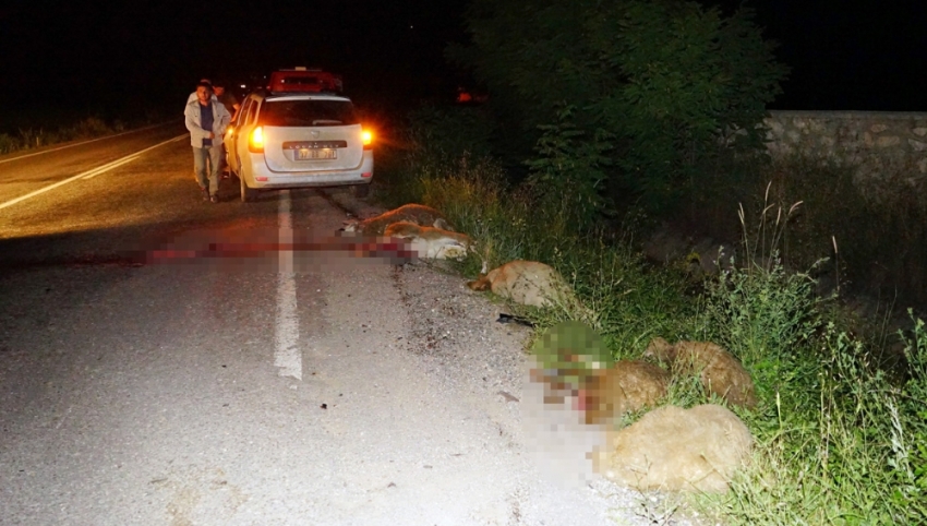 Sürüye otomobil çarptı: 22 koyun telef oldu