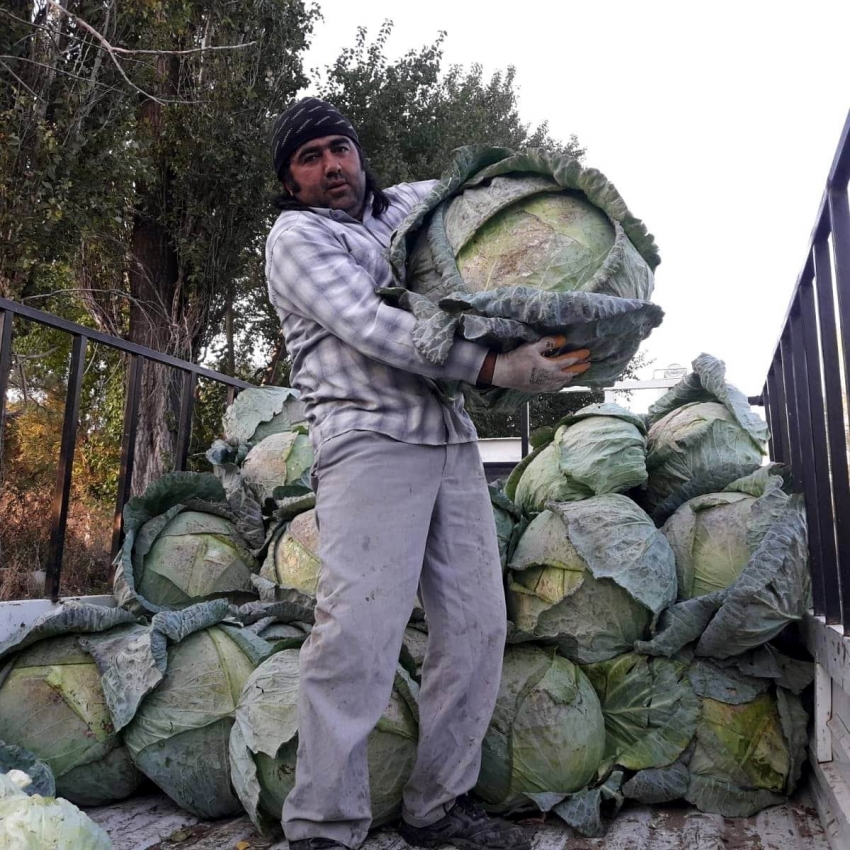 35 kiloluk lahanalar şaşkına çeviriyor