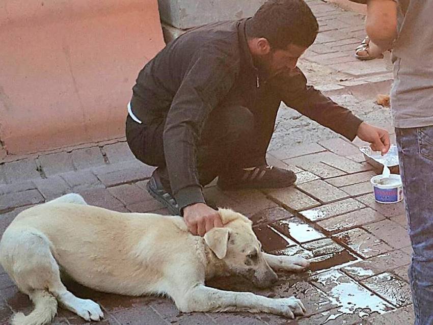 Zehirlenen sokak köpeğini böyle kurtardı