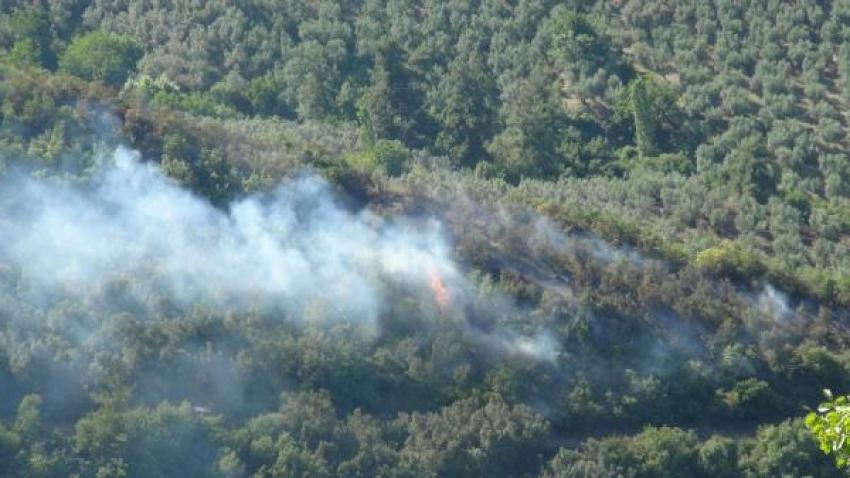 Bursa'da piknikçiler orman yaktı
