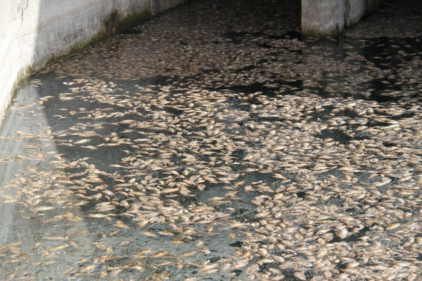 Tedirgin eden toplu balık ölümleri