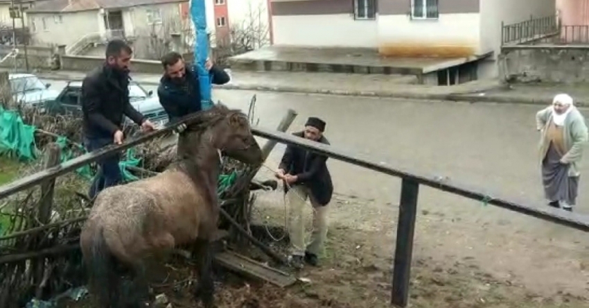 Mahsur kalan atı vatandaşlar kurtardı
