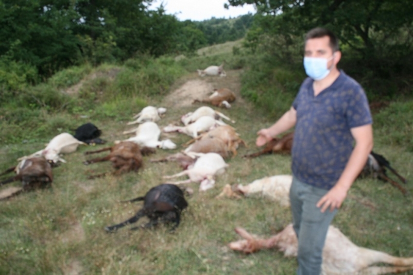 Bursa'da hayvan katliamı