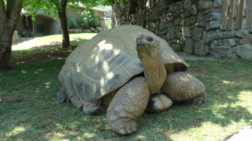 Türkiye’nin en yaşlı kaplumbağası Tuki...
