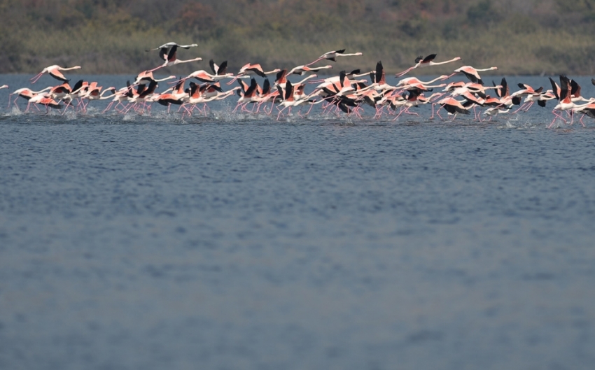 Flamingolar Türkiye’yi sevdi