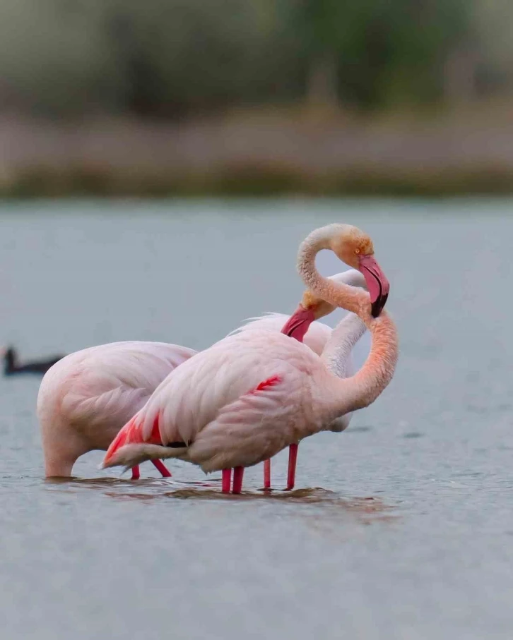 Flamingolar Akkaya Barajı’nda
