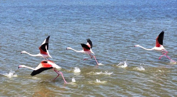 Flamingolar Gölbaşı’na misafir oldu