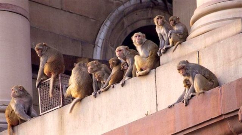 Maymunlar koronavirüs kan örneklerini çaldı