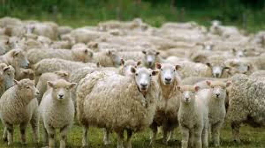 '300 koyun' için başvuruları başladı