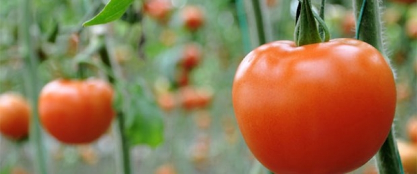 Irak'tan domates ithalatına fren