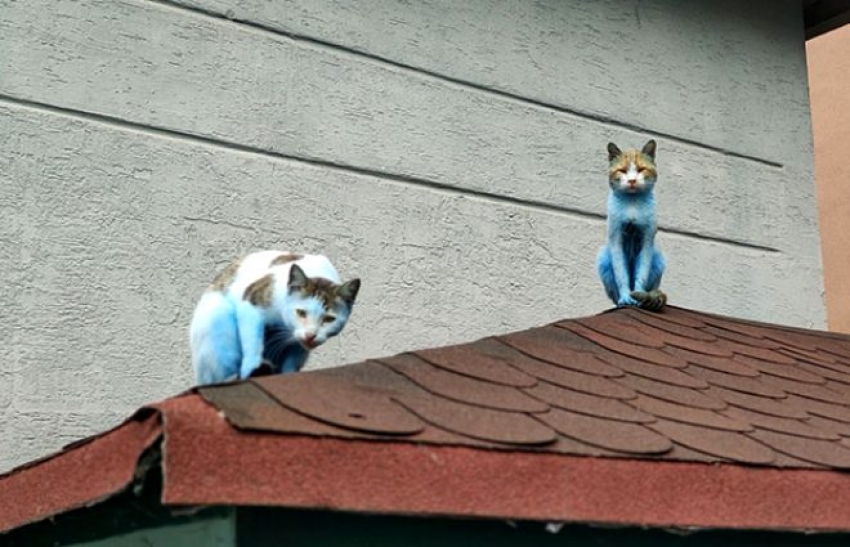 Kediler maviye boyandı