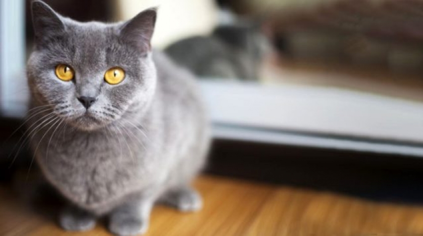Talihsiz kadının istenmeyen gebeliğinin sorumlusu beslediği kedi çıktı