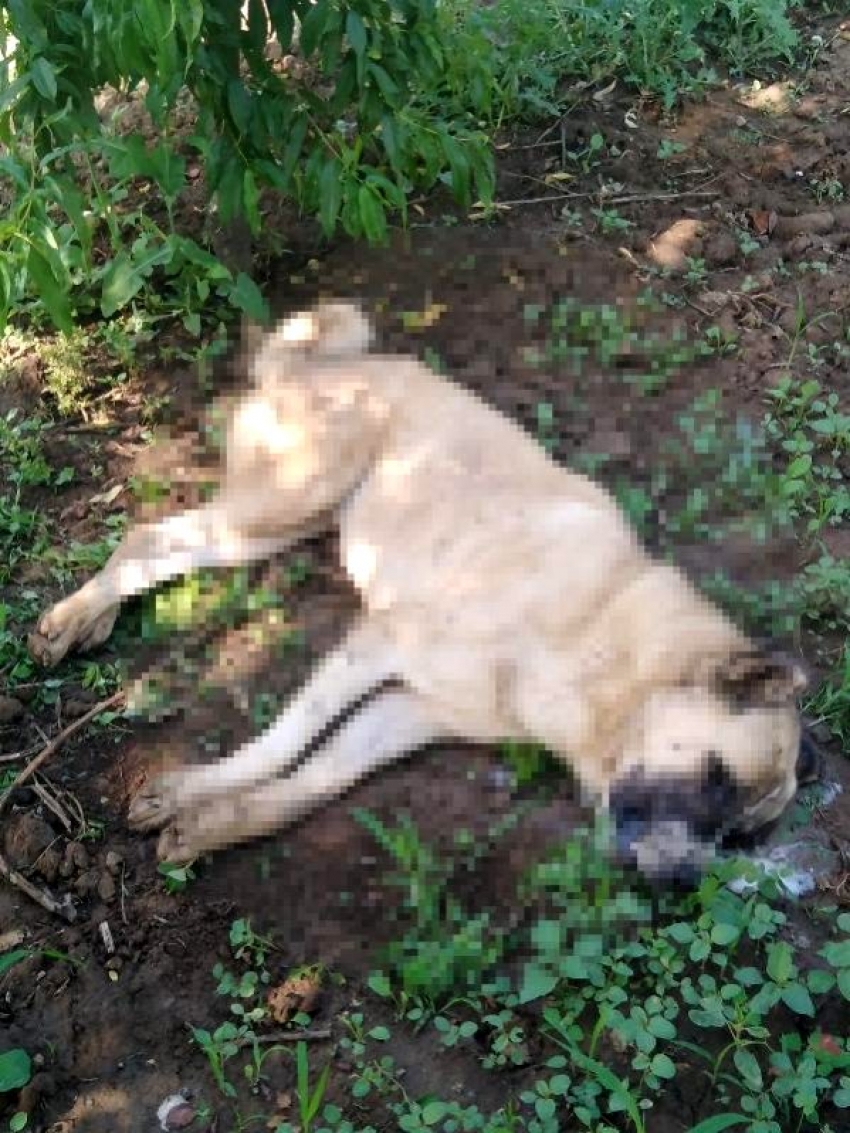 Bursa'da 4 köpek ölü bulundu