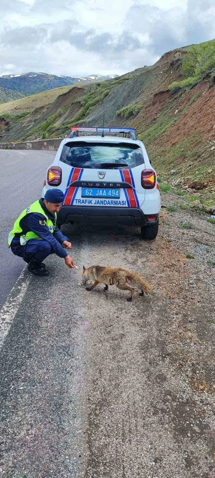 Jandarma ekibi tilkiyi elleri ile besledi
