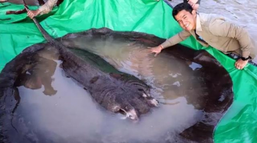 4 metre uzunluğunda 300 kilogram ağırlığında tatlı su balığı ağa takıldı