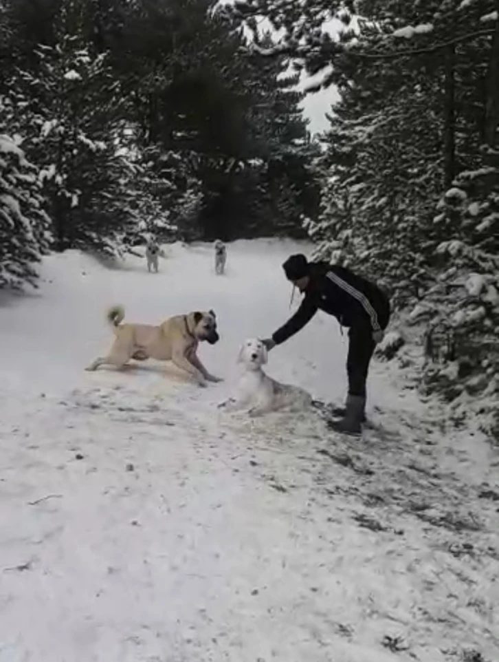 Kangal sahibinin yaptığı kardan köpeği kıskandı
