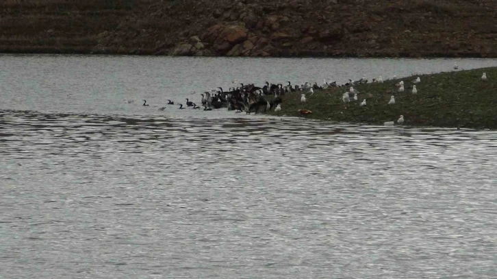 Kars’ta baraj gölü yaban kuşlarını ağırlıyor
