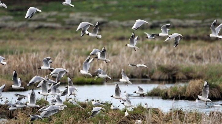 Kars'taki Çalı Gölü'nde bugüne kadar 185 türden kuş gözlemlendi