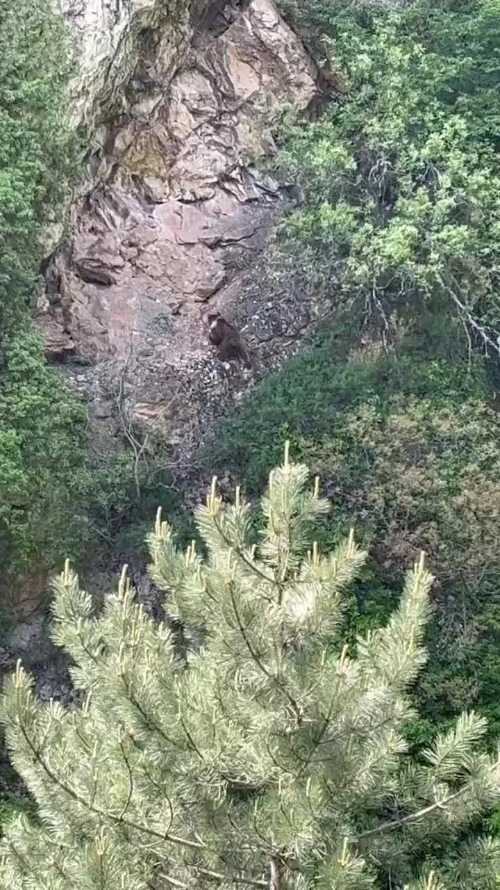 Kayalıklara tırmanan ayı kamerada
