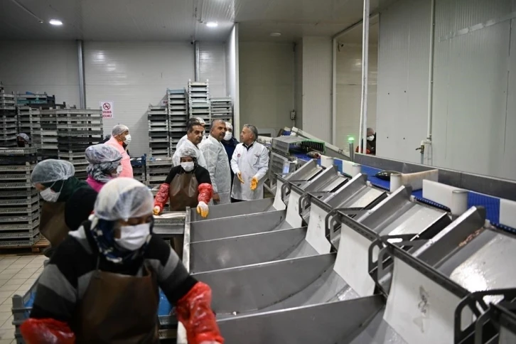 Kayseri’deki tesiste günlük 60 ton balık işleniyor
