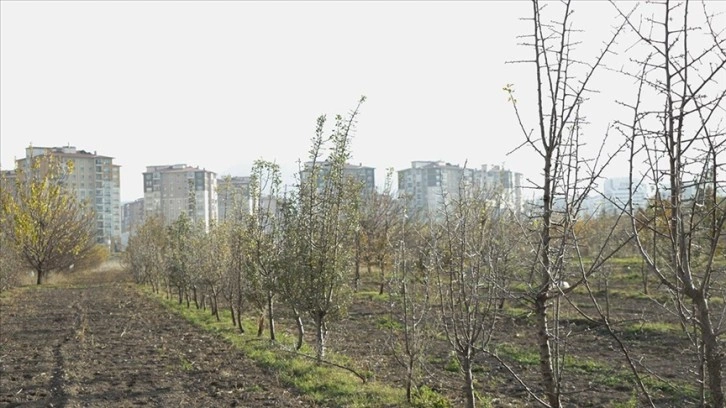 Kayseri'deki gen bahçesinde 20 ilden toplanan 250 ahlat ağacı korunuyor
