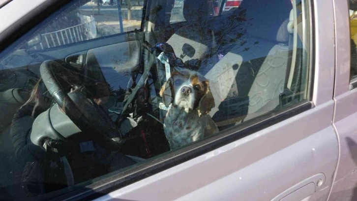 Kaza yaptı köpeğini aracın içinde unuttu