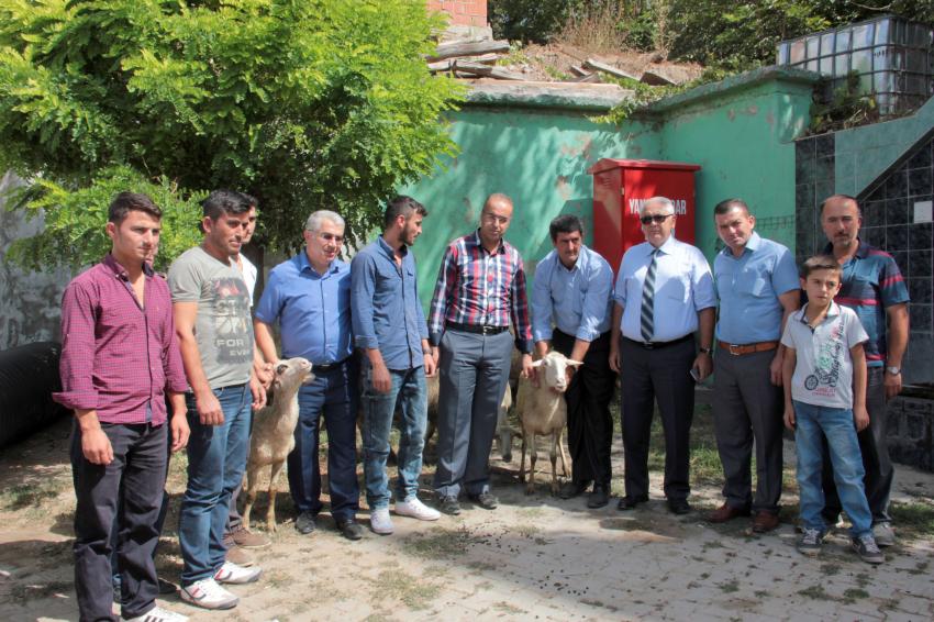 Orhaneli'de köylüye 20 koyun 1 koç dağıtıldı