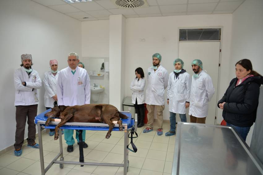 Bursa'da köpeğe son teknolojiyle burun ameliyatı