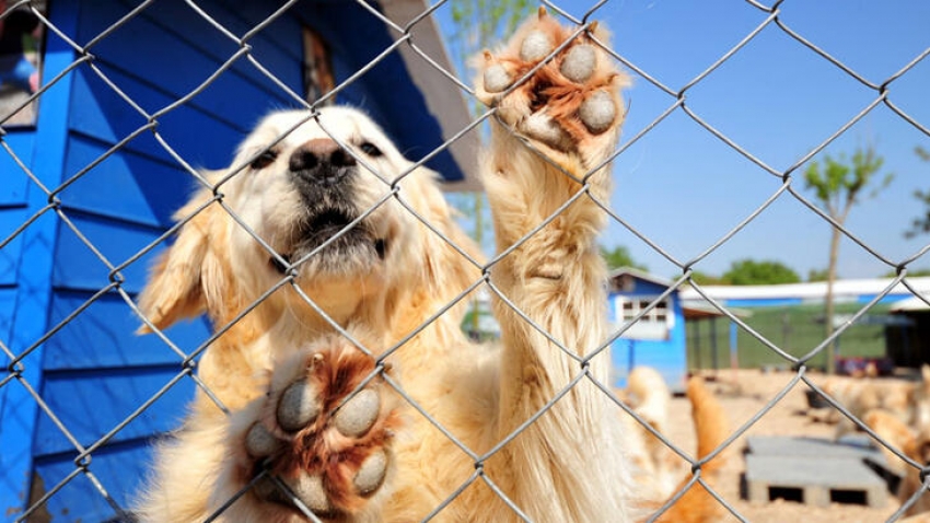 Bursa’da, kurduğu barınakta 700'ü aşkın köpek