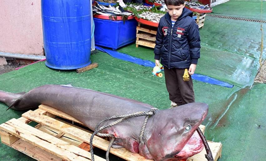 3 metrelik köpek balığı yakalandı