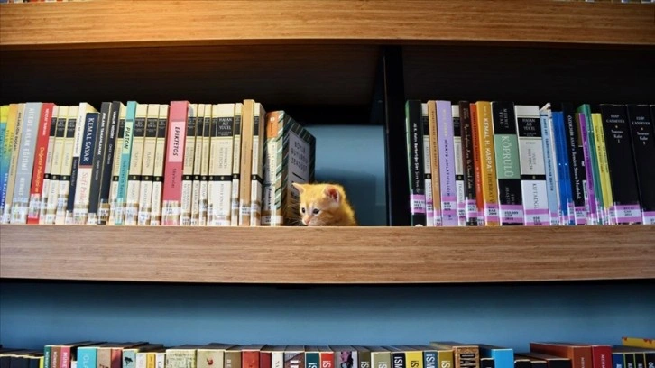 Kocaeli'de belediyenin sahiplendiği kedi "Kahve" ve yavruları kütüphaneye renk kattı
