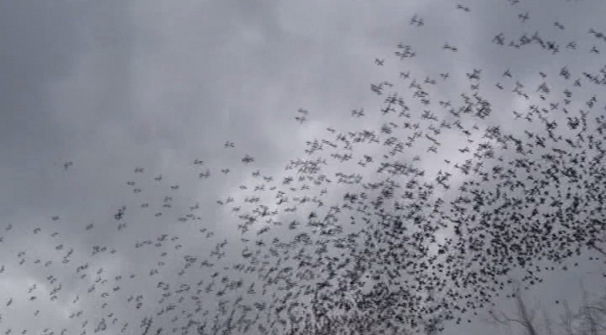 Taksim’de sığırcık kuşlarının dansı