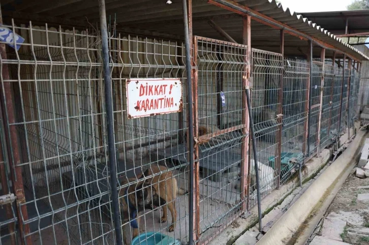 Kuduz vakasının görüldüğü bölgeden toplanan 12 köpeğin barınaktaki tedavi süreci devam ediyor
