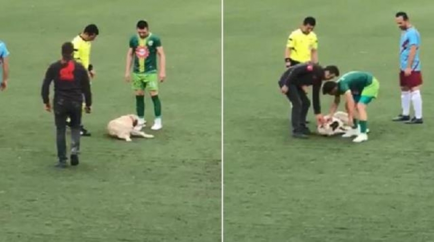Bursa'da sahaya giren köpek maçı başlatmadı