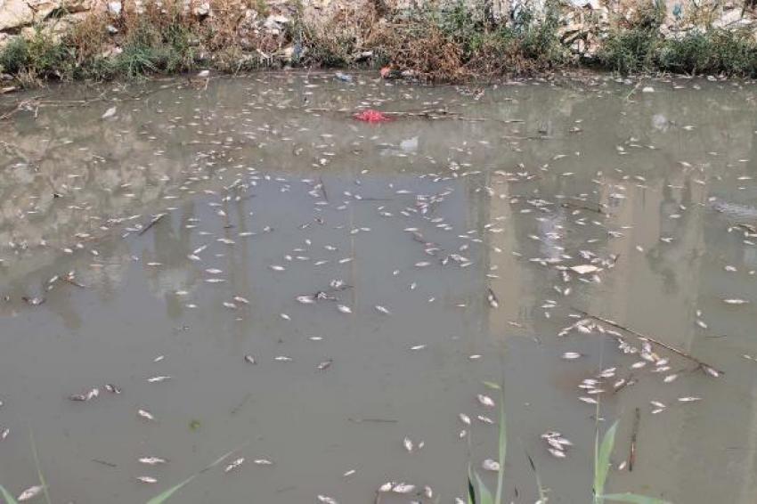 Mersin'de yüzlerce balık telef oldu