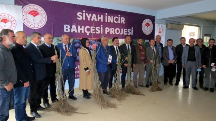 Mudanya'da siyah incir projesi başladı