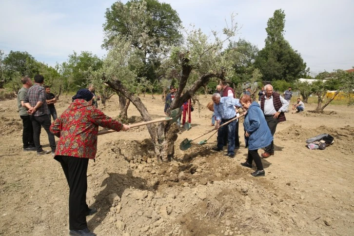 Bursa Nilüfer'de zeytin ağaçları yeni yerine taşındı 