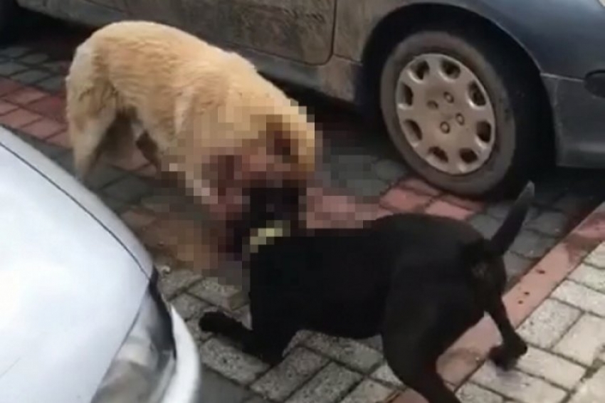 İnegöl'de sokak köpeğine pitbull saldırısı